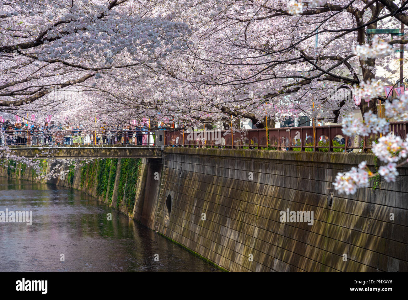 La saison des cerisiers en fleur à Tokyo au Japon, Meguro river rivière Meguro Festival Sakura. Banque D'Images