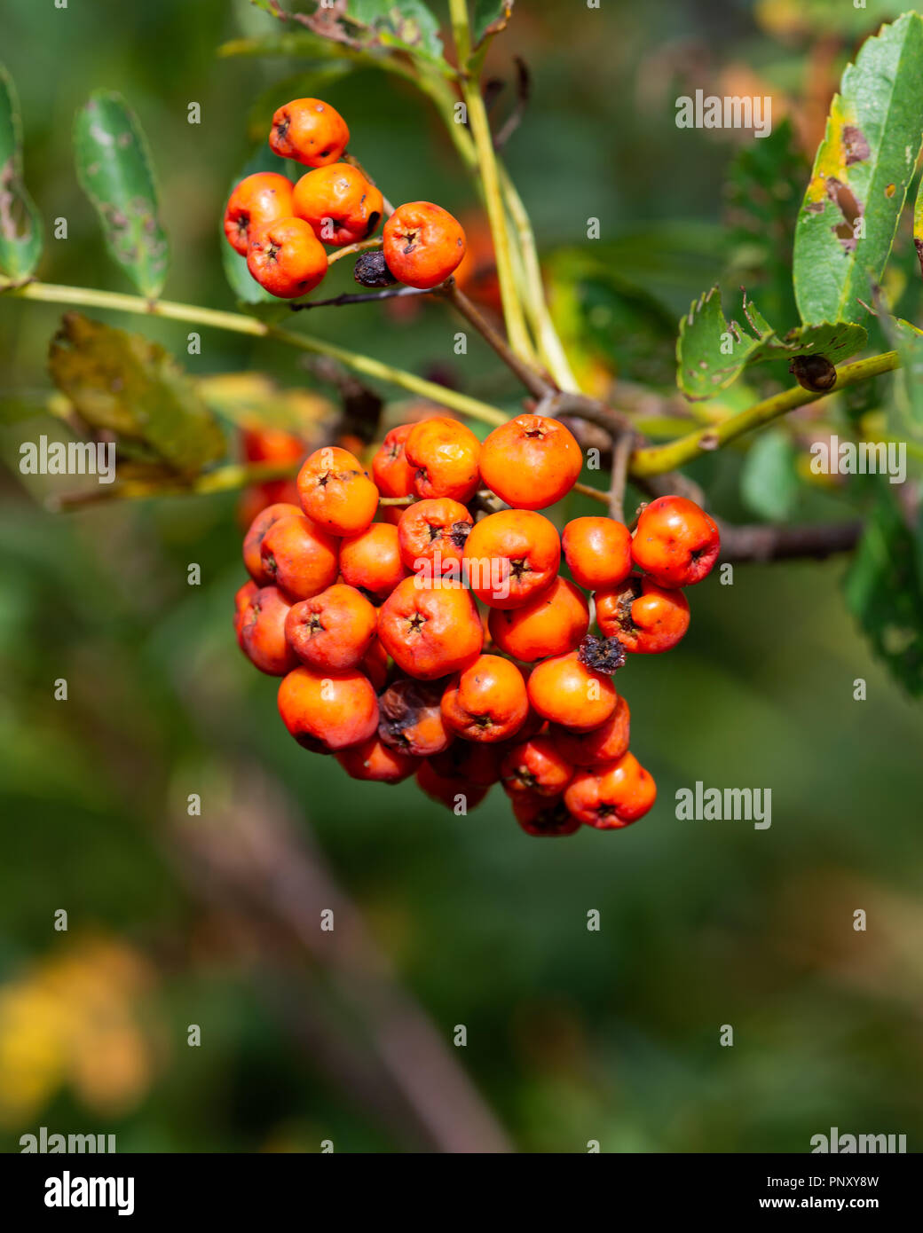 Petits fruits orange sur un arbre Mountain-Ash, Sorbus americanus, au début de l'automne dans les Adirondacks, NY USA Banque D'Images