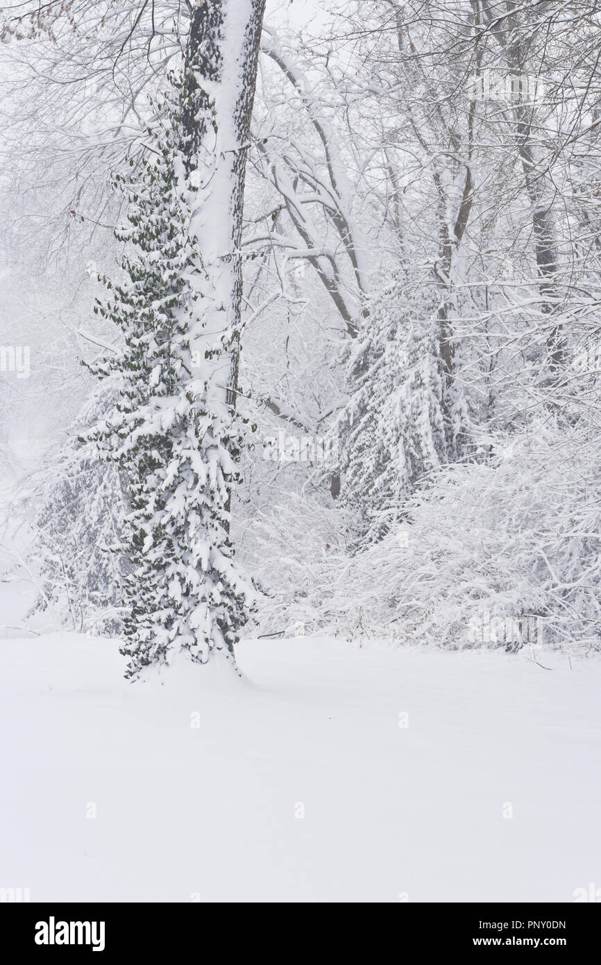 Le dimanche des couches de neige de buissons et d'une vigne escalade un arbre à January-Wabash Park. Banque D'Images Le dimanche des couches de neige de buissons et d'une vigne escalade un arbre à January-Wabash Park. Banque D'Images