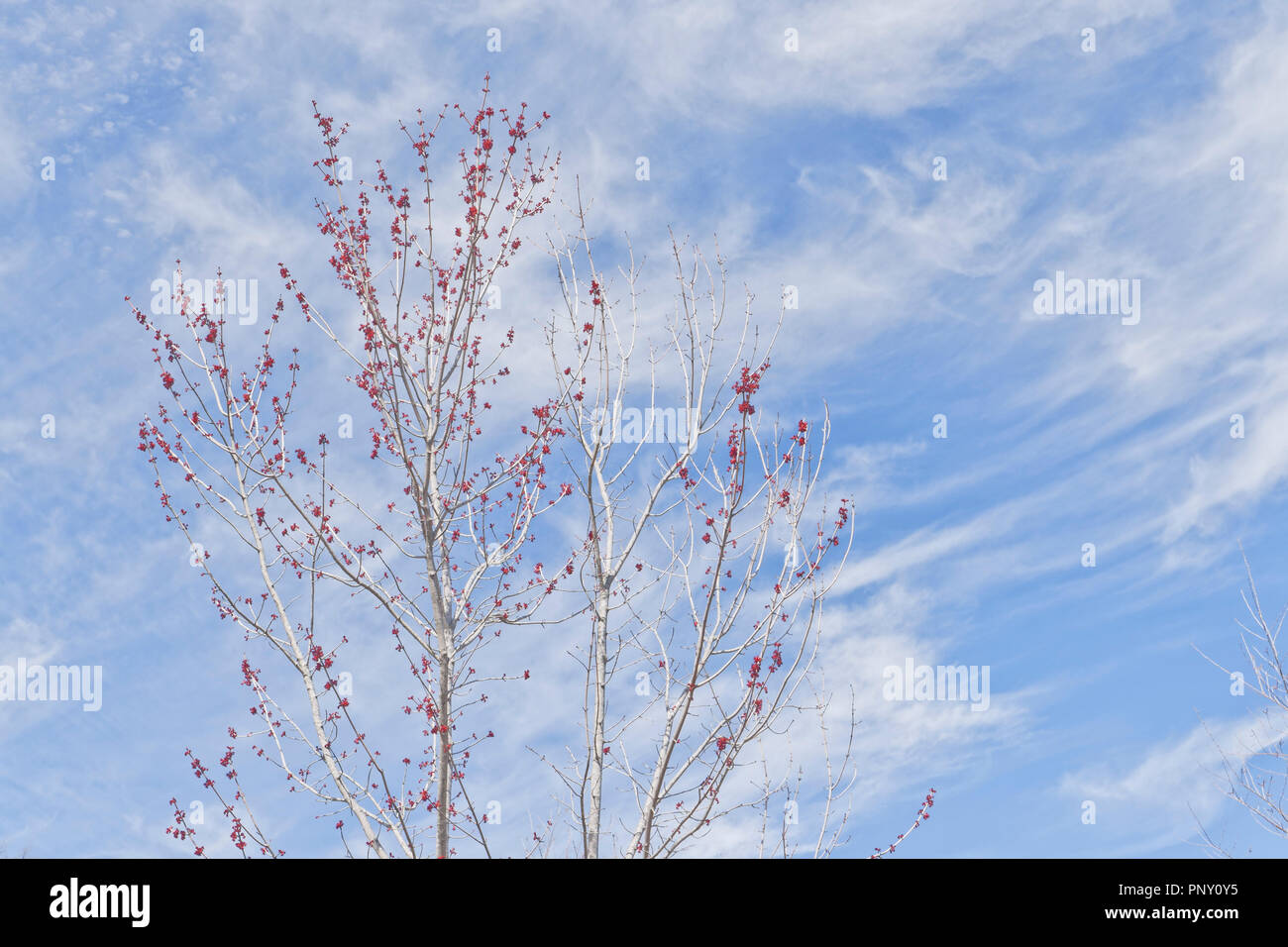 Branches d'un érable rouge en herbe avec filandreux nuages blancs et ciel bleu en arrière-plan un jour de printemps, imitant le modèle de couleurs du drapeau américain. Banque D'Images