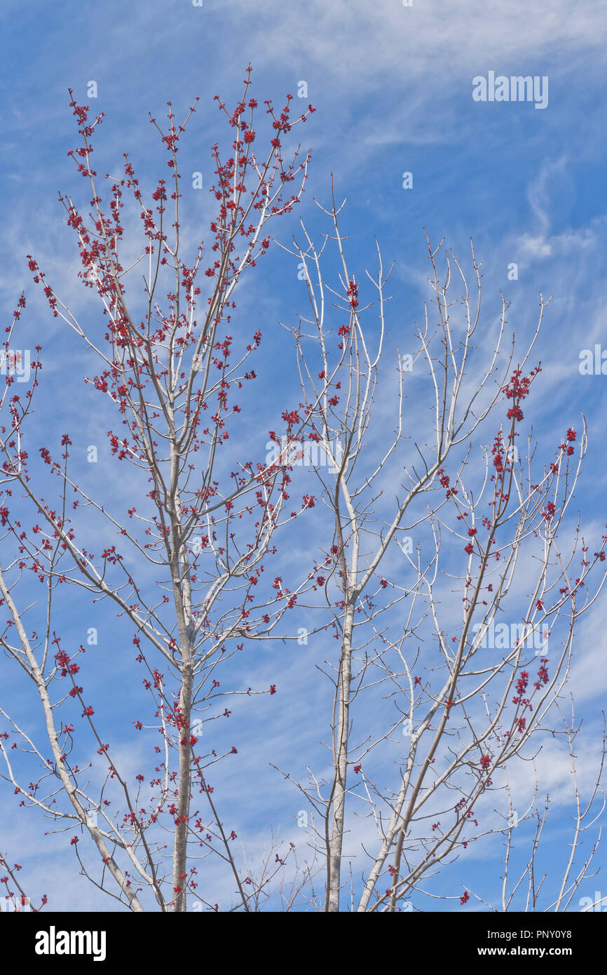 Branches d'un érable rouge en herbe avec filandreux nuages blancs et ciel bleu en arrière-plan un jour de printemps, imitant le modèle de couleurs du drapeau américain. Banque D'Images