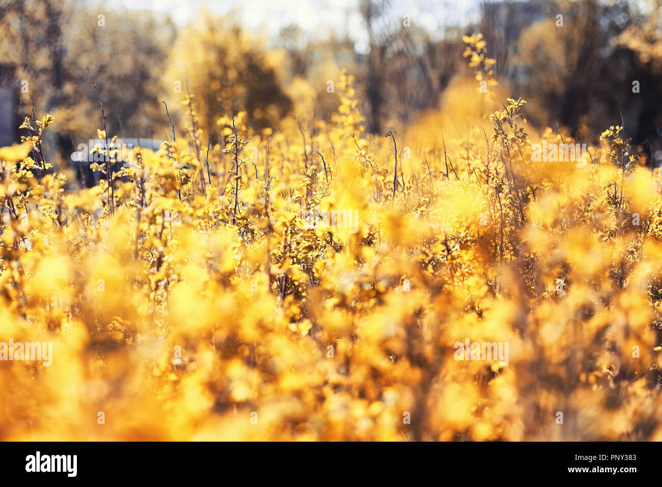 Nature de l'automne. Feuilles et avec les feuilles jaunes dans la p Banque D'Images Nature de l'automne. Feuilles et avec les feuilles jaunes dans la p Banque D'Images