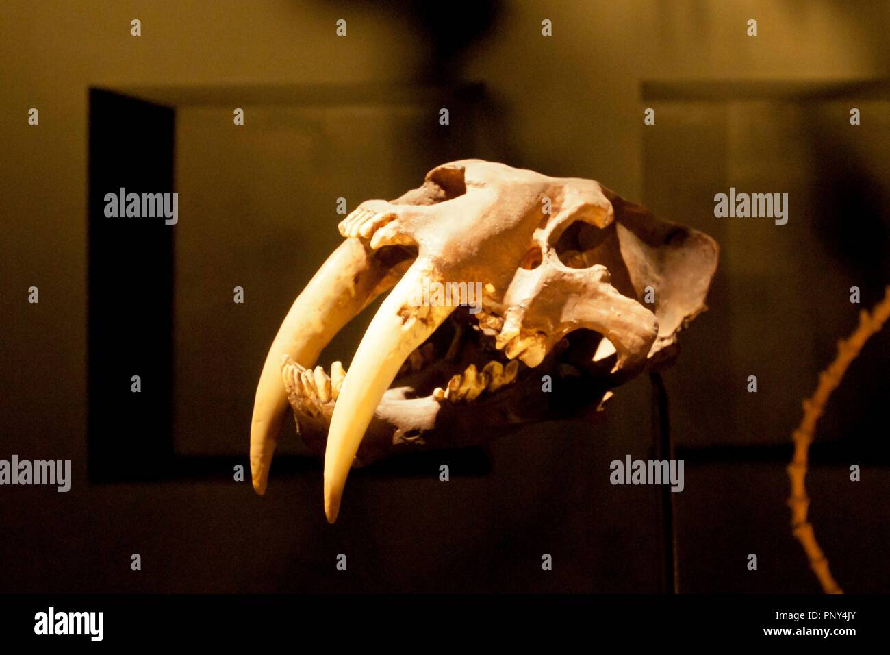 Smilodon Fatalis.Dinòpolis. Museo paleontólogico de Teruel, fundación conjunto Paleontólogico de Teruel. Aragon. españa. Banque D'Images Smilodon Fatalis.Dinòpolis. Museo paleontólogico de Teruel, fundación conjunto Paleontólogico de Teruel. Aragon. españa. Banque D'Images