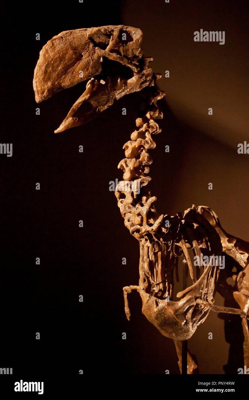 Diatryma.Dinòpolis. Museo paleontólogico de Teruel, fundación conjunto Paleontólogico de Teruel. Aragon. españa. Banque D'Images