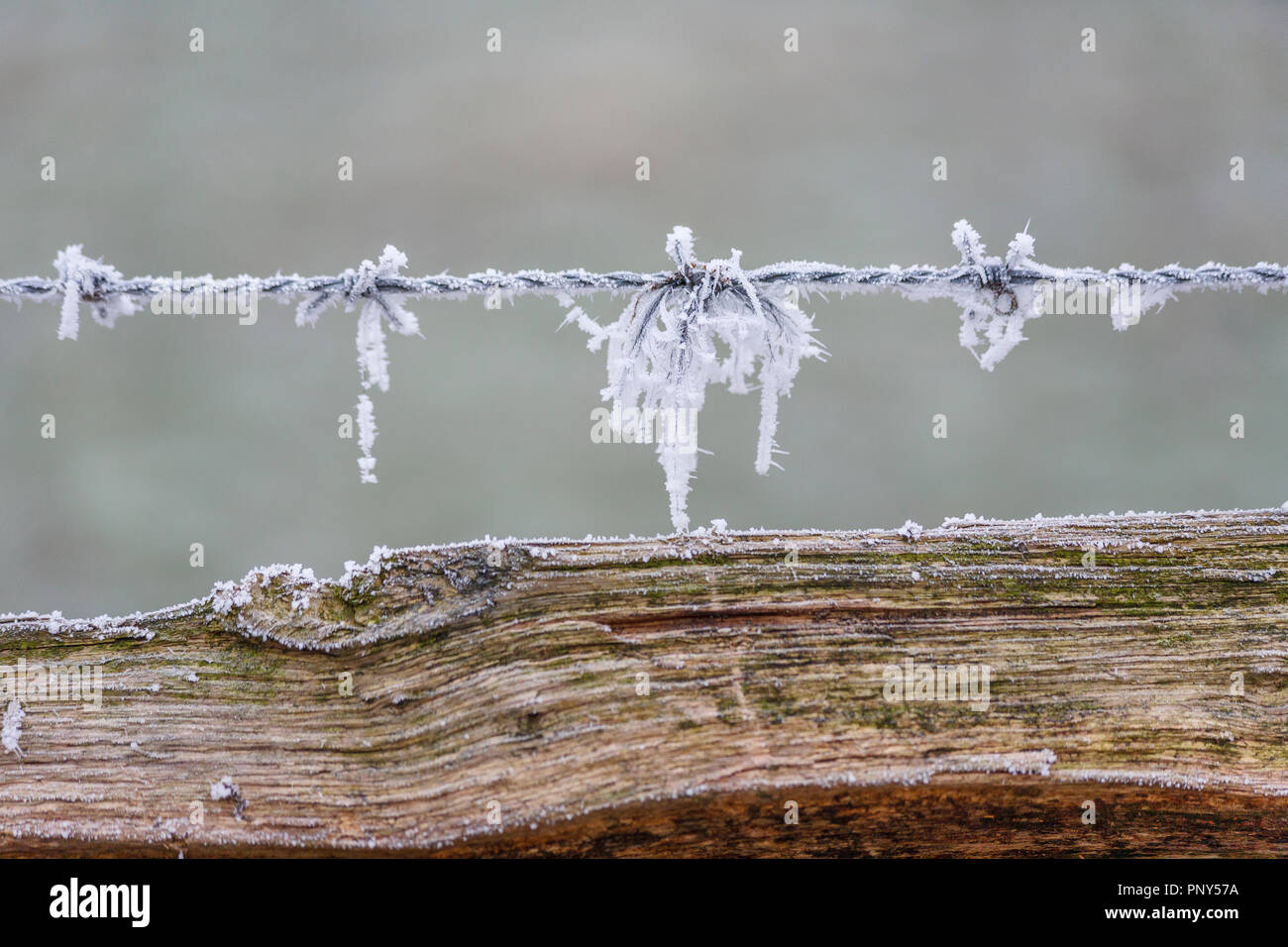 Frosty barbelés sur une clôture en bois rustique à Surrey, paysage rural, le sud-est de l'Angleterre, près de Pyrford après de très basses températures et du brouillard givrant Banque D'Images