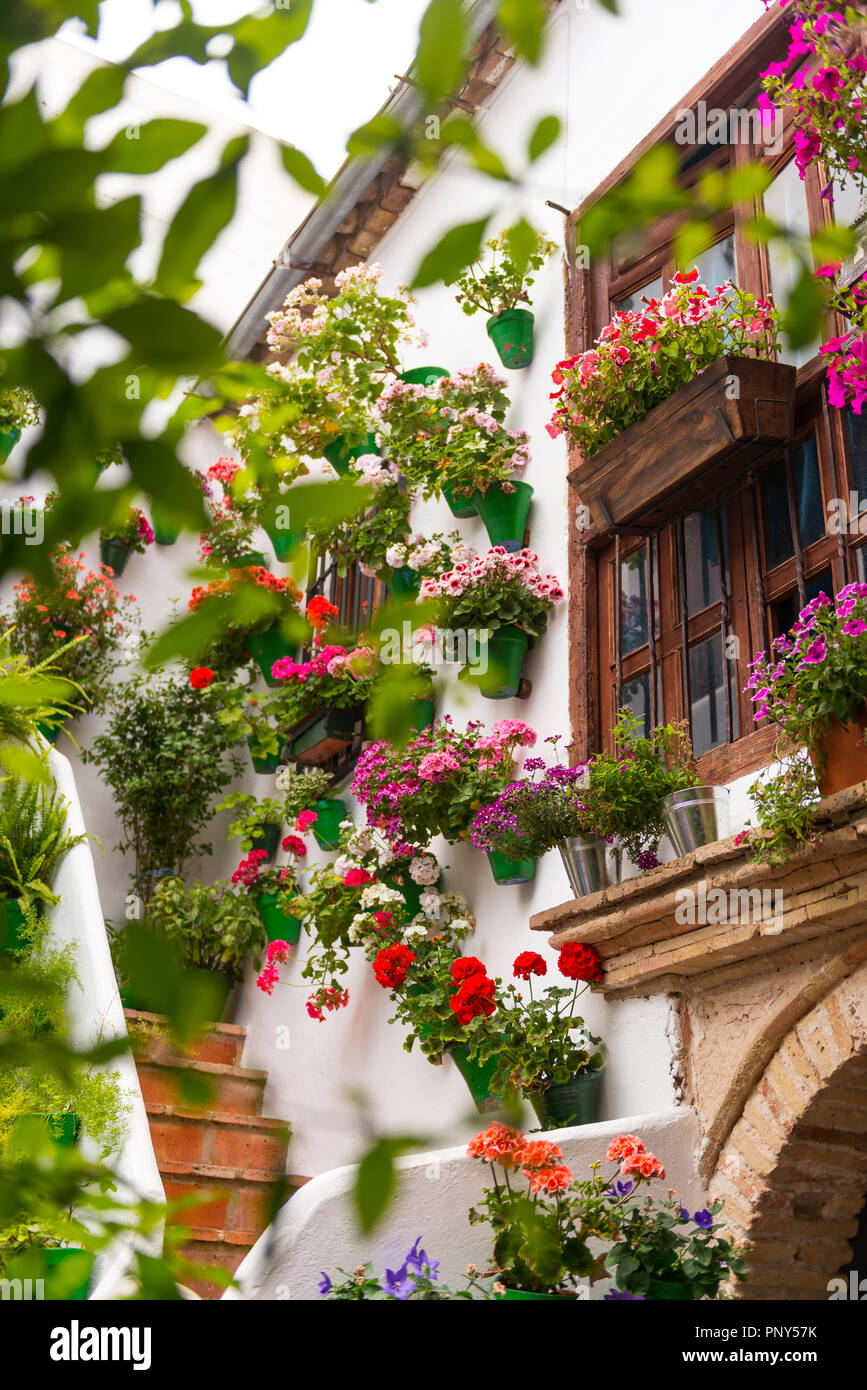 Beaucoup de fleurs en pots sur un mur de la maison, fiesta de los patios, Cordoue, Andalousie, Espagne Banque D'Images