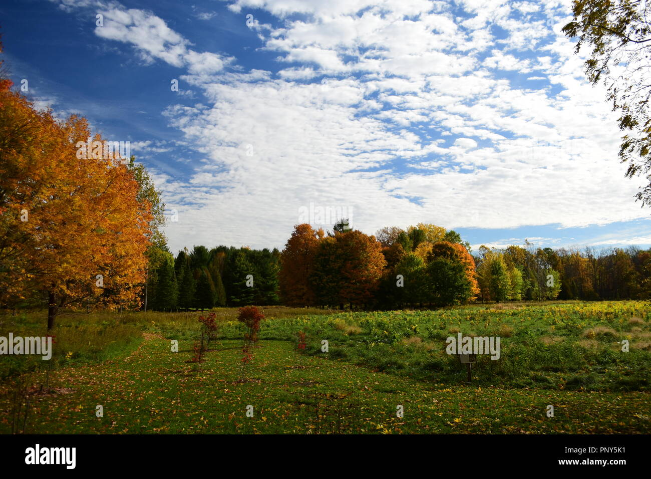 Paysage d'automne image prise à la Chippewa Nature Centre, à Midland, MI Banque D'Images