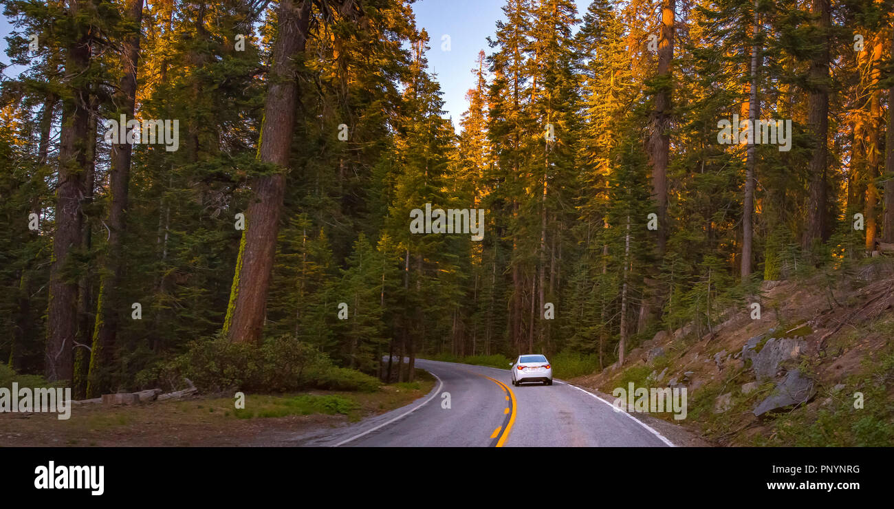 Parmi les arbres de la route dans le Yosemite, Californie Banque D'Images
