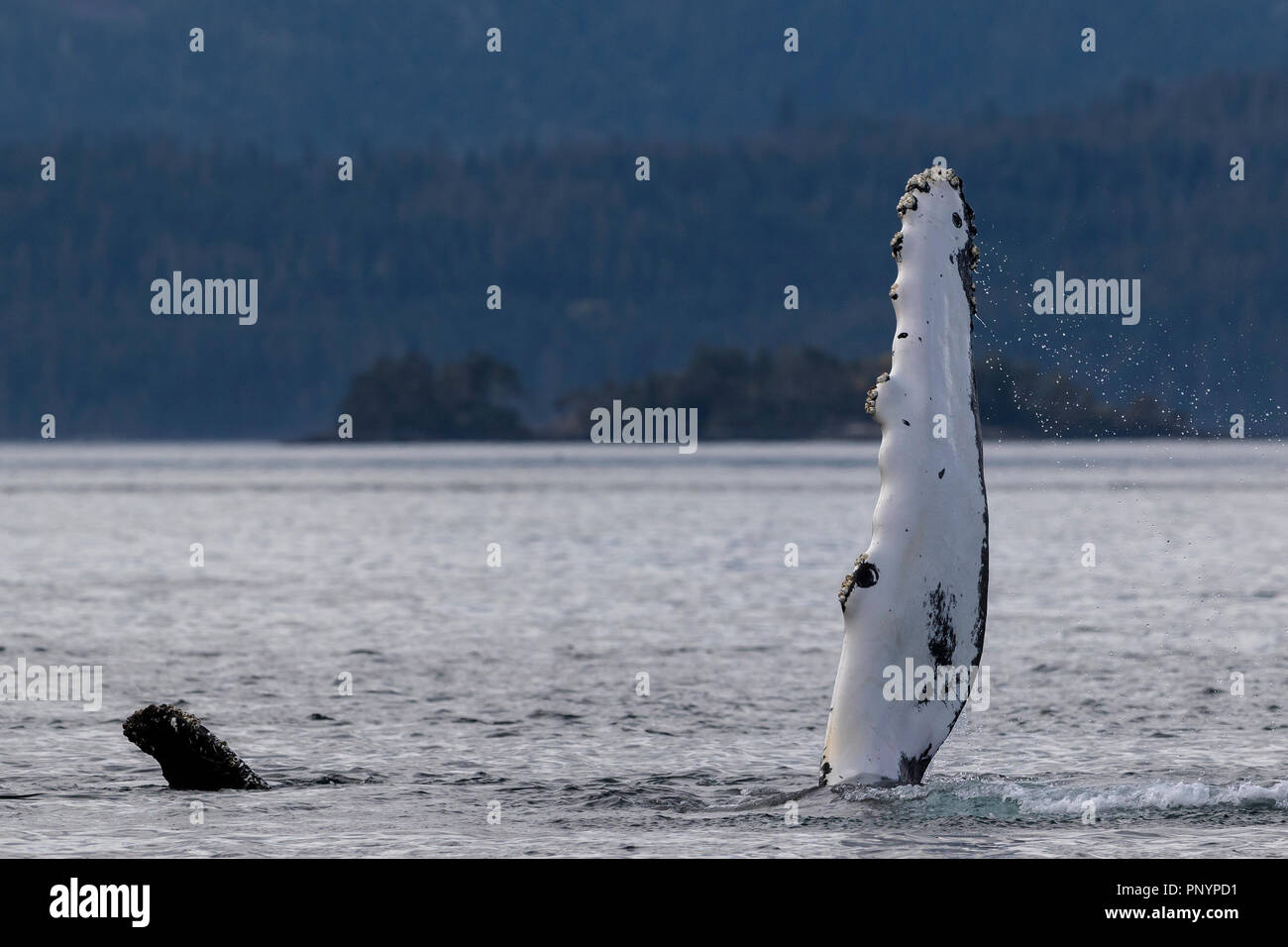 Baleine à bosse en agitant avec sa nageoire pectorale près de l'archipel de Broughton, Great Bear Rainforest, le territoire des Premières Nations, de la Colombie-Britannique, Canada. Banque D'Images