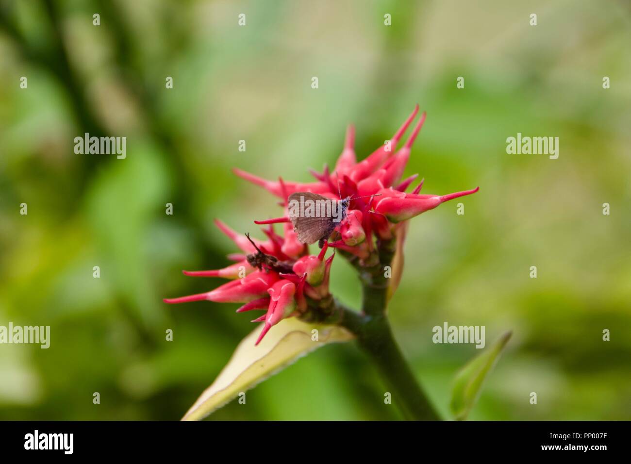 Euphorbia tithymaloides, également connu sous le nom de Pedilanthus tithymaloides, usine zigzag et Devil's backbone Banque D'Images