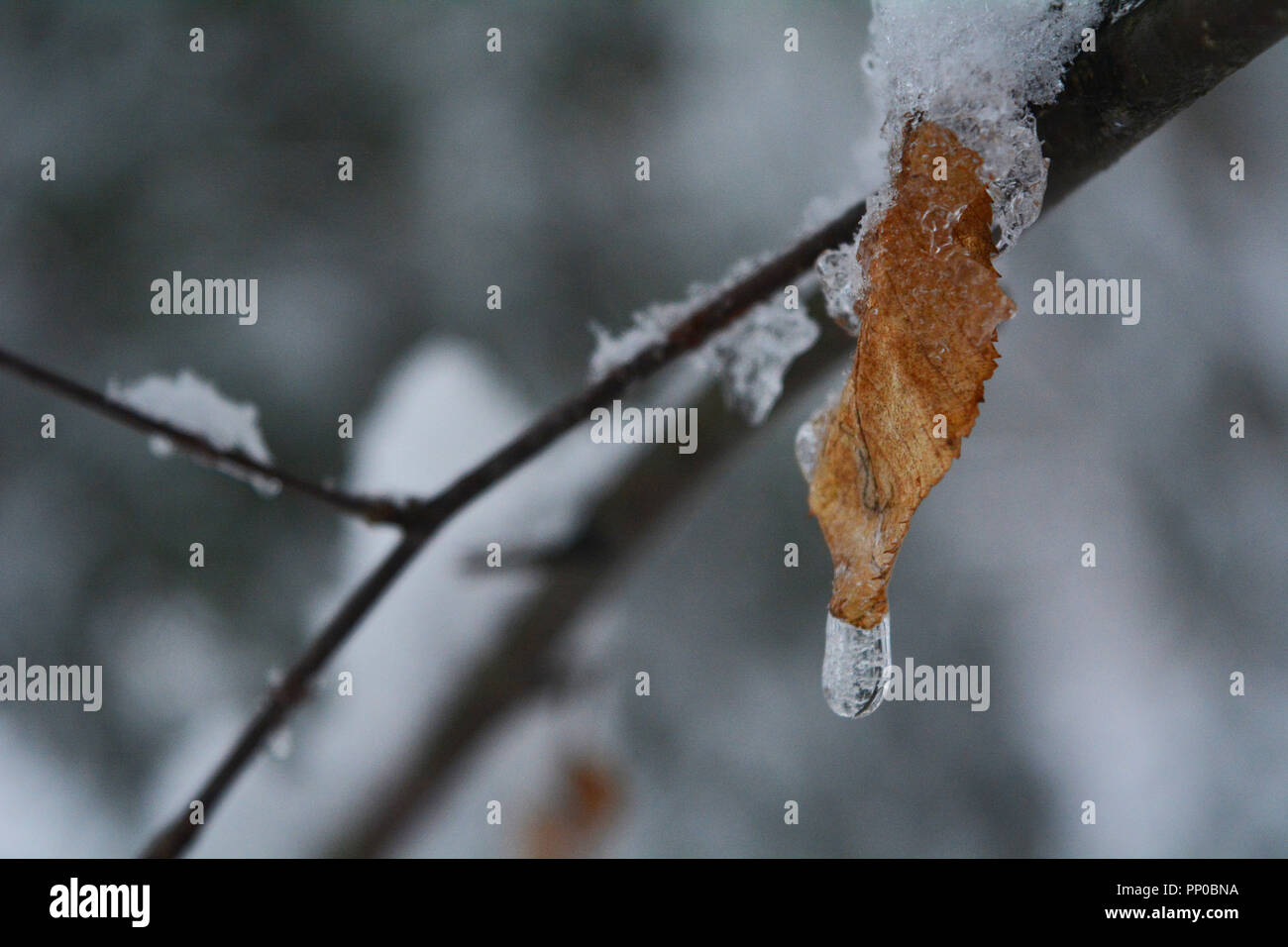 Une seule feuille sur la branche gauche avec la neige et la glace la mi-à-goutte. Banque D'Images