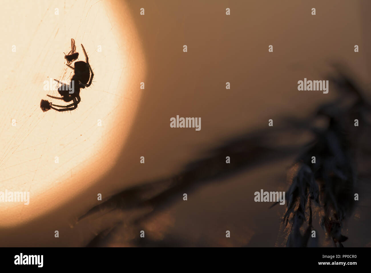 L'araignée de graminées killer sa victime dans le contexte de la soleil du printemps. Banque D'Images