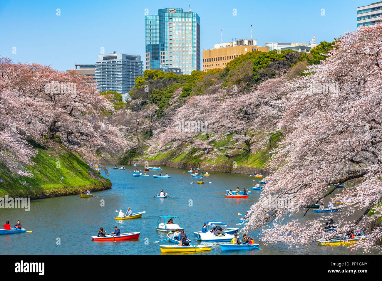 La cerise fleurit autour de Chidorigafuchi Park, Tokyo, Japon. La partie la plus septentrionale de son château est aujourd'hui un parc Chidorigafuchi nom Park. Banque D'Images