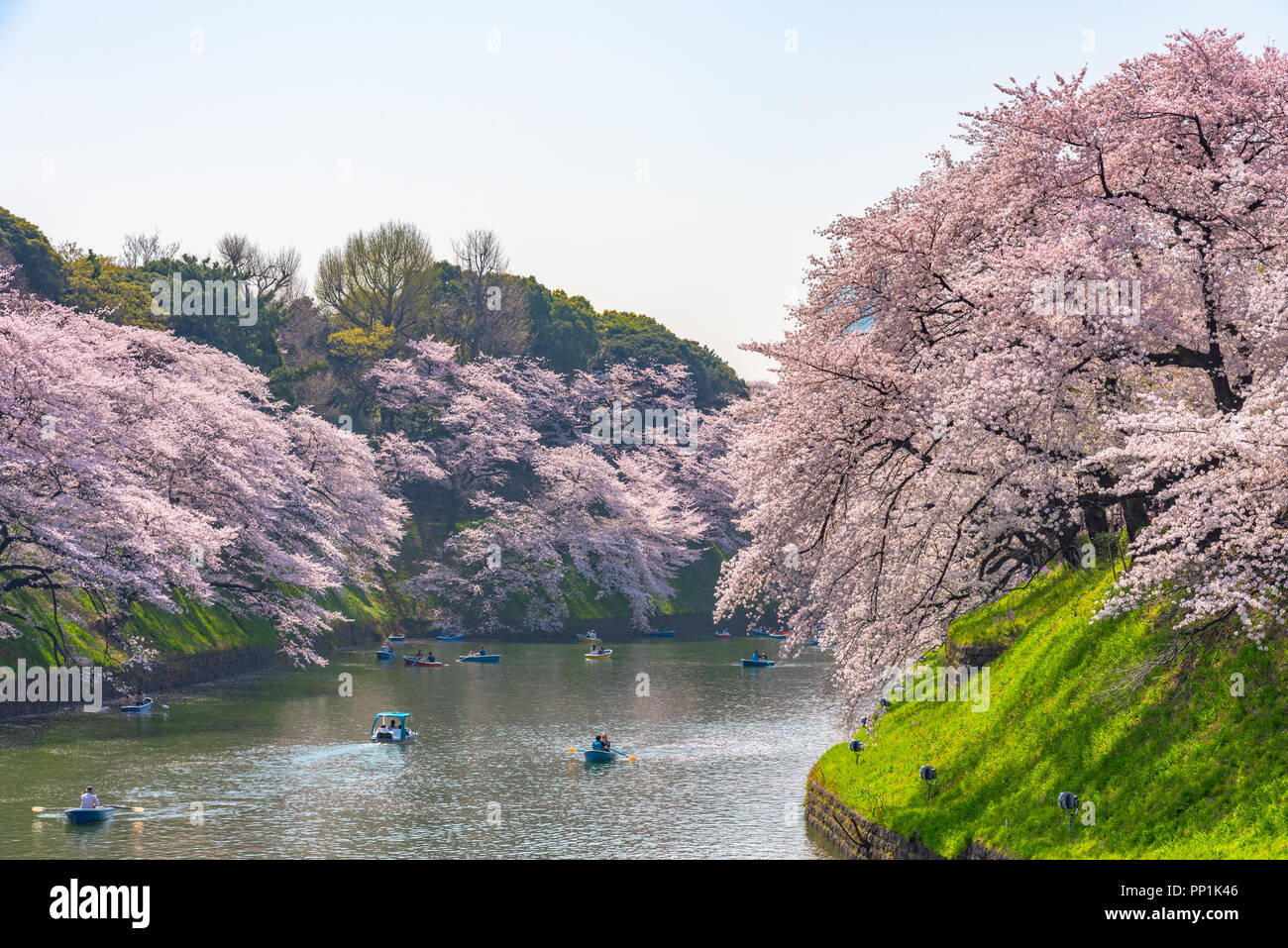 La cerise fleurit autour de Chidorigafuchi Park, Tokyo, Japon. La partie la plus septentrionale de son château est aujourd'hui un parc Chidorigafuchi nom Park. Banque D'Images