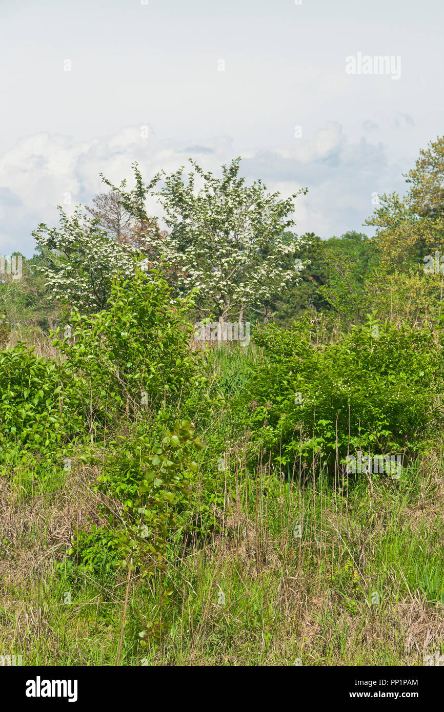 Les nuages entourant un bref printemps douche système sur aubépines avec des fleurs blanches pour faire une scène fabuleuse à St Louis Forest Park. Banque D'Images Les nuages entourant un bref printemps douche système sur aubépines avec des fleurs blanches pour faire une scène fabuleuse à St Louis Forest Park. Banque D'Images