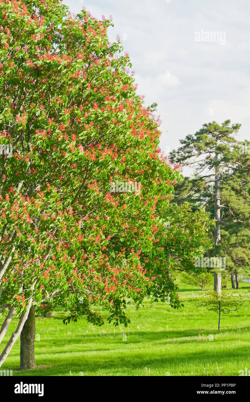 Arbres de Buckeye avec fleurs rouges à St Louis Forest Park sous un ciel avec nuages crémeux après une douche pluie sur un soir de printemps en mai. Banque D'Images