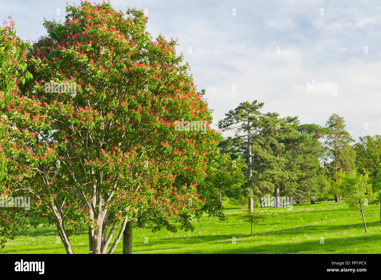 Arbres de Buckeye avec fleurs rouges à St Louis Forest Park sous un ciel avec nuages crémeux après une douche pluie sur un soir de printemps en mai. Banque D'Images