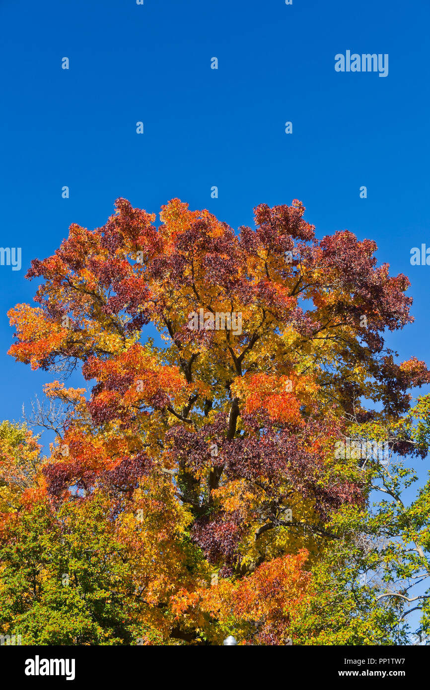 Le liquidambar un arbre dans un parc Saint-louis affiche fièrement son spectre de couleurs de l'automne majestueux : rouge, orange, jaune, vert et violet. Banque D'Images