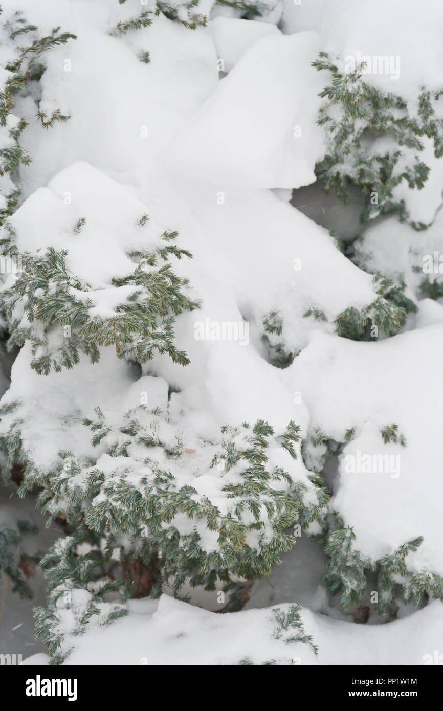 Quand vous obtenez 8 pouces de neige, il vraiment fraîchit jusqu la cour. L'usine est un singleseed genévrier. Banque D'Images Quand vous obtenez 8 pouces de neige, il vraiment fraîchit jusqu la cour. L'usine est un singleseed genévrier. Banque D'Images