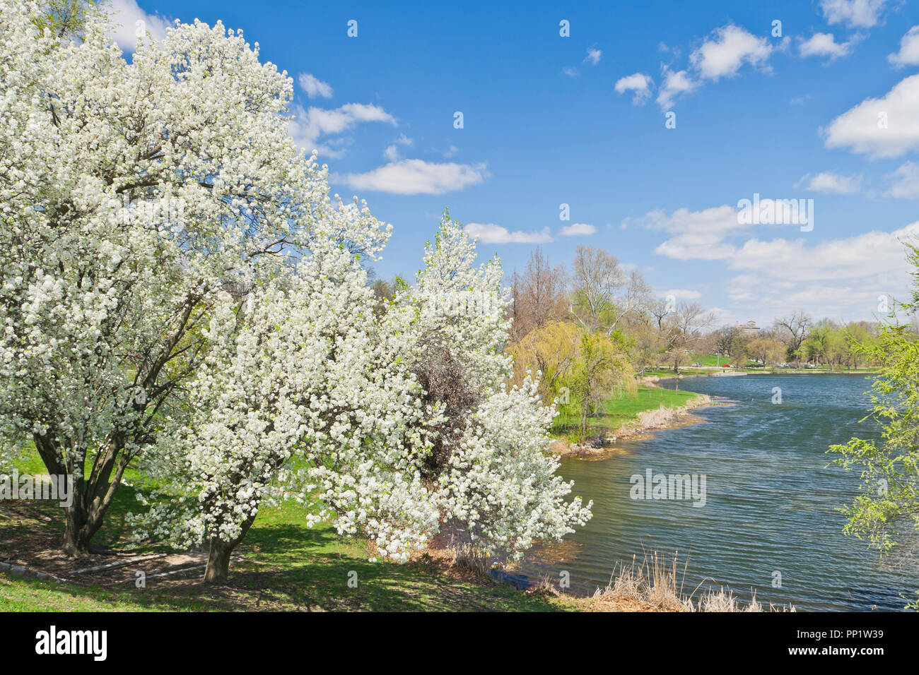 Les fleurs blanches de poiriers à côté de Jefferson Lake brillants dans le soleil à St Louis Forest Park un jour de printemps. Banque D'Images