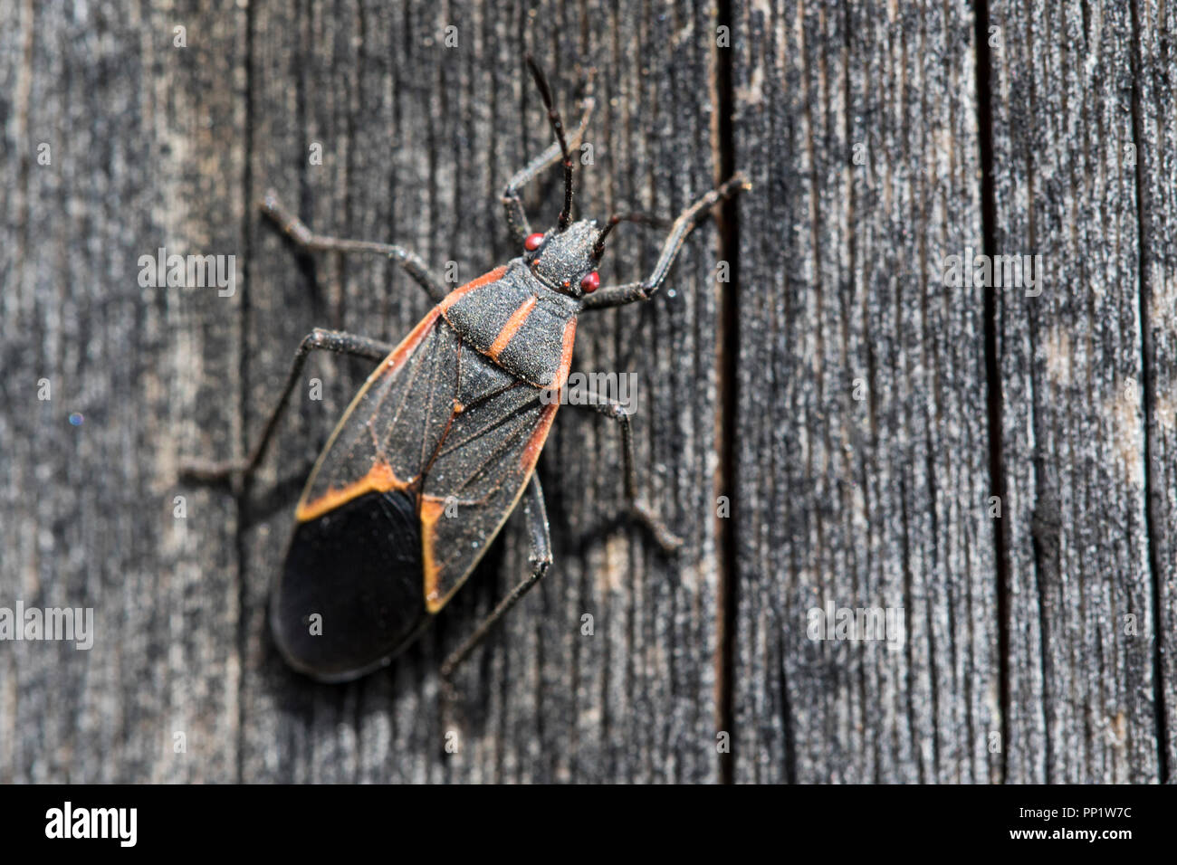 Spécimen d'Entomologie close up of box elder bug affichage macro. Banque D'Images