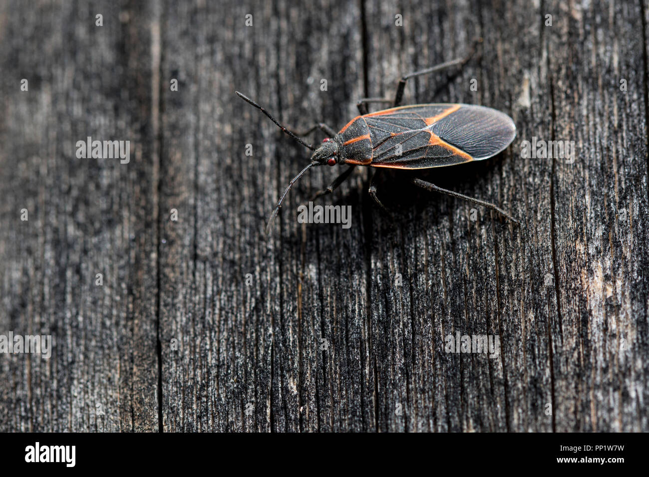 Close up of a boxelder bug de ramper sur une clôture en bois. Marco d'un arthropode rayé noir et rouge piscine au printemps. En individuel et unique Banque D'Images