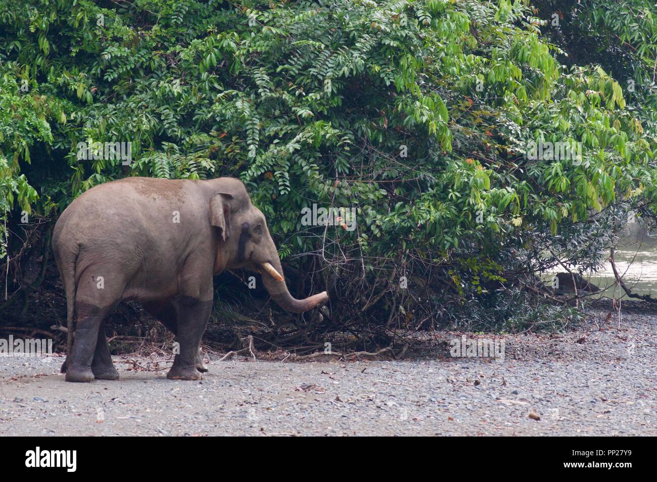 Un éléphant pygmée Bornéo (Elephas maximus borneensis) dans Danum Valley Conservation Area, Sabah, Bornéo, Malaisie Orientale Banque D'Images