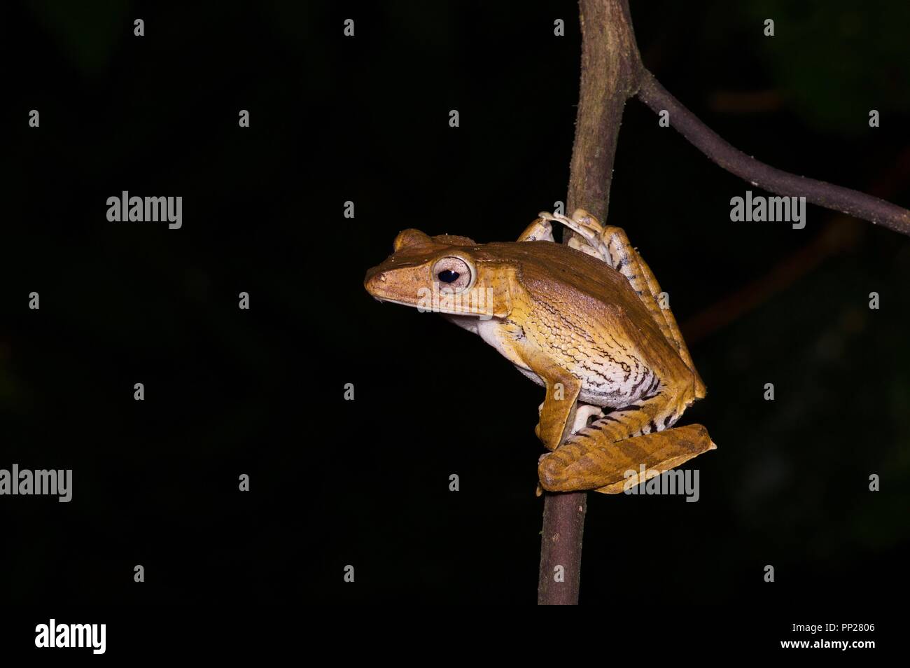 Un fichier-à oreilles (Polypedates otilophus Treefrog) perché sur une fine branche dans Danum Valley Conservation Area, Sabah, Bornéo, Malaisie Orientale Banque D'Images