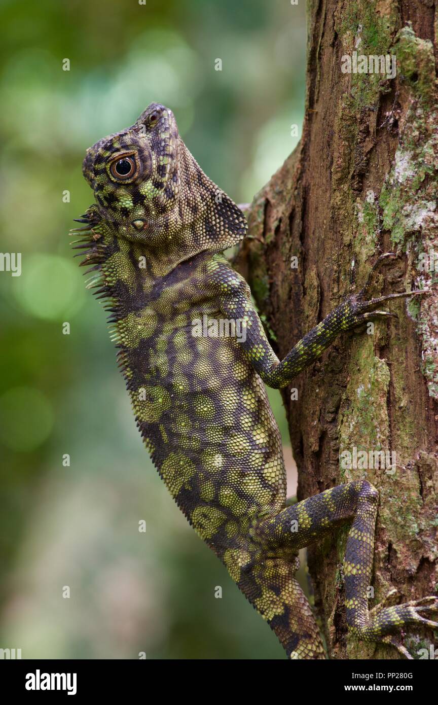 Un lézard à tête d'Angle Bornéo (Gonocephalus bornensis) dans la forêt tropicale de Danum Valley Conservation Area, Sabah, Bornéo, Malaisie Orientale Banque D'Images