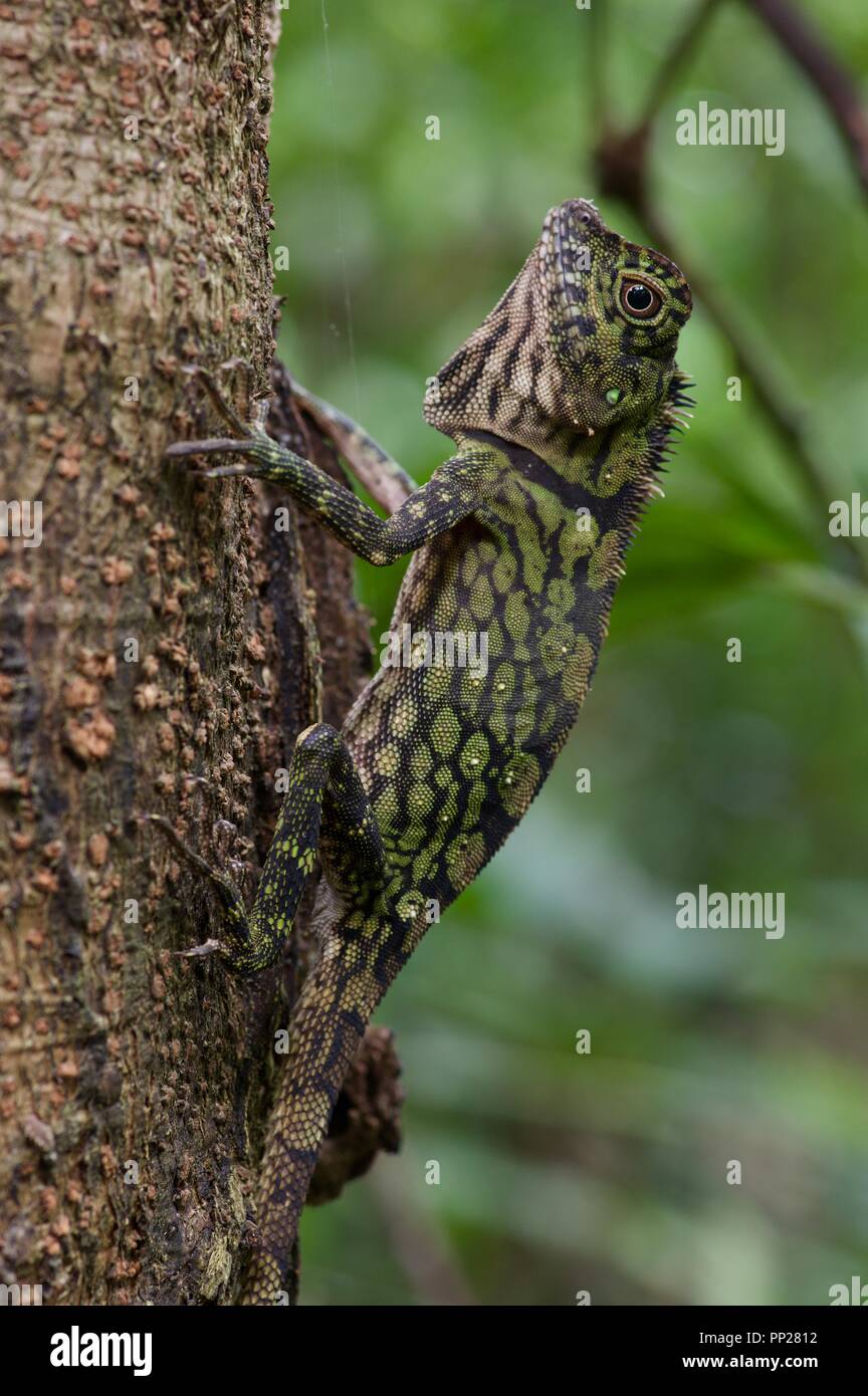 Un lézard à tête d'Angle Bornéo (Gonocephalus bornensis) dans la forêt tropicale de Danum Valley Conservation Area, Sabah, Bornéo, Malaisie Orientale Banque D'Images