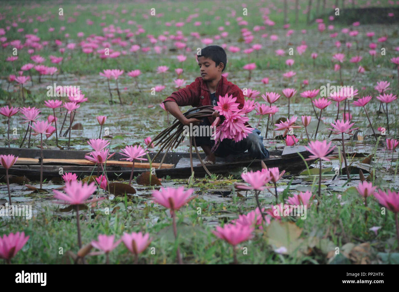 Vue naturelle de water lily Banque D'Images