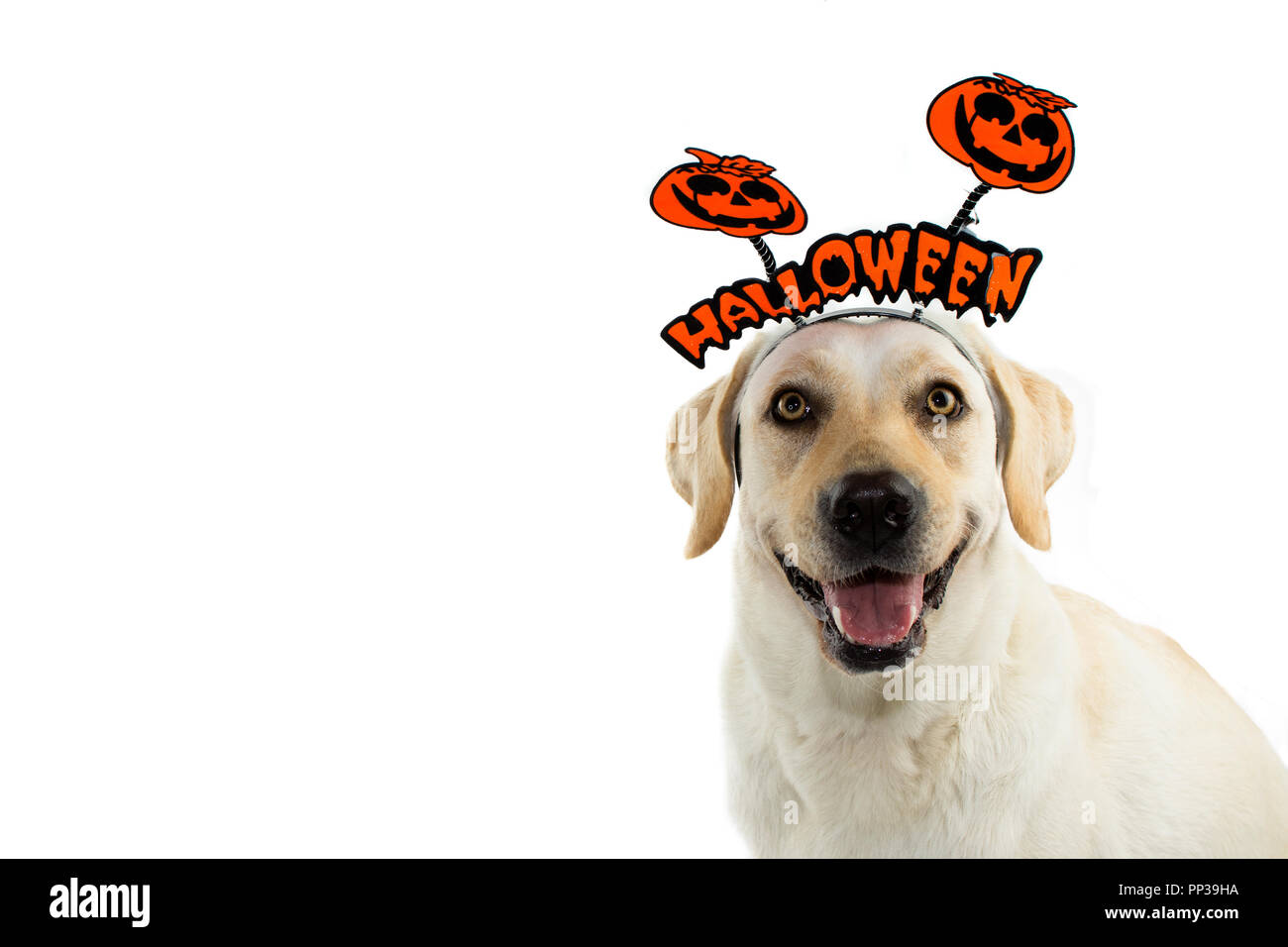 Mignon CHIEN PORTANT UN HALLOWEEN CHAPEAU TEXTE. Contre isolé sur fond blanc. Banque D'Images Mignon CHIEN PORTANT UN HALLOWEEN CHAPEAU TEXTE. Contre isolé sur fond blanc. Banque D'Images