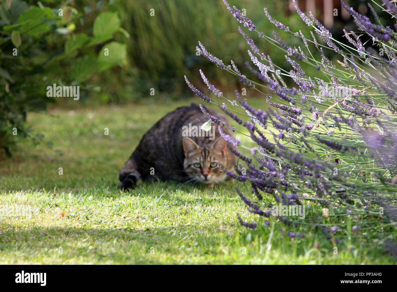 Les petites rayures gris European Shorthair la chasse pour un papillon Banque D'Images