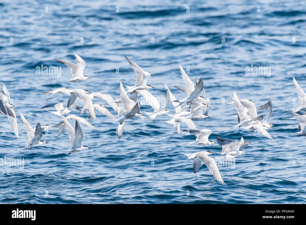 Les mouettes volent au-dessus de la mer. Banque D'Images