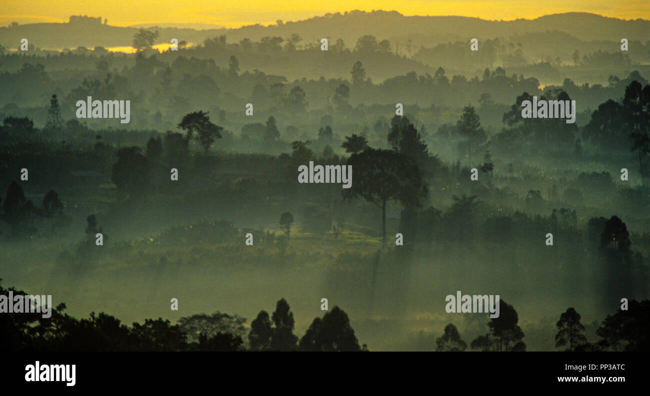 Forêt tropicale à l'aube, Mgahinga Gorilla National Park, l'Ouganda, l'Afrique. Banque D'Images