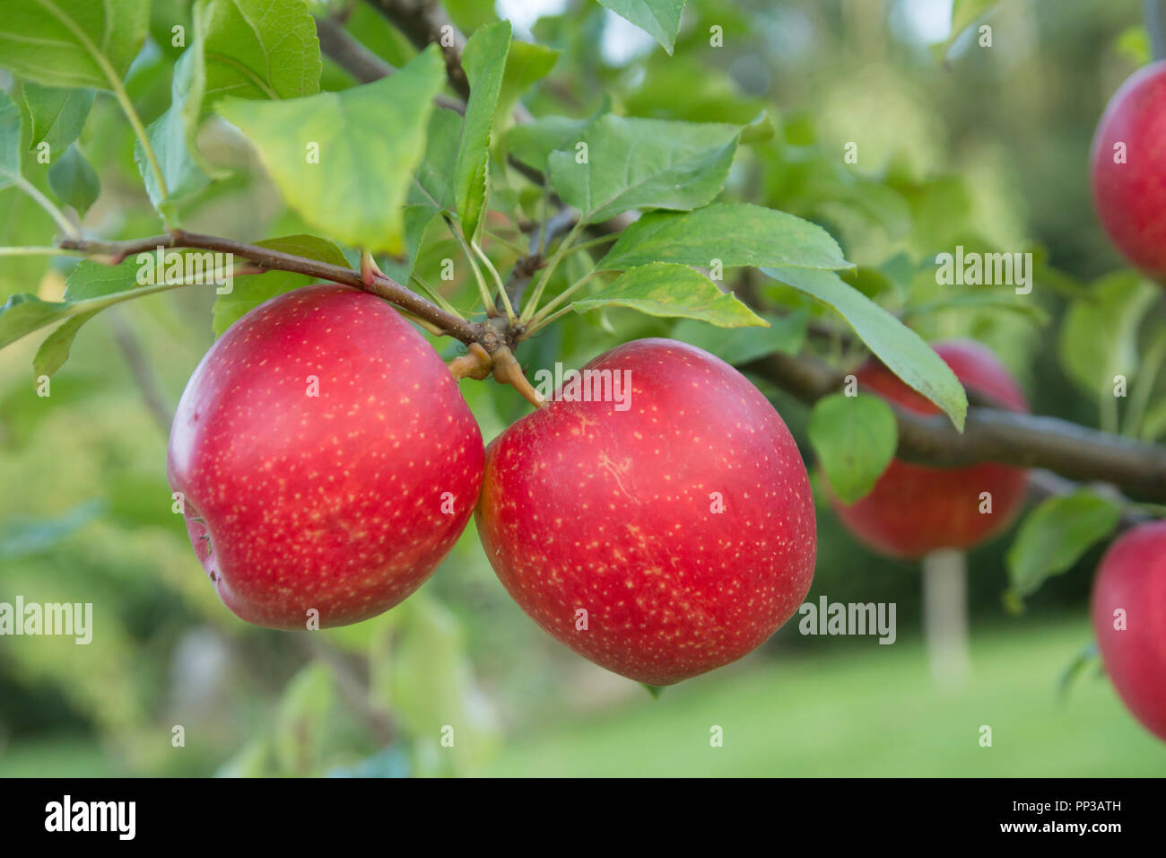 Red apples in orchard Banque D'Images