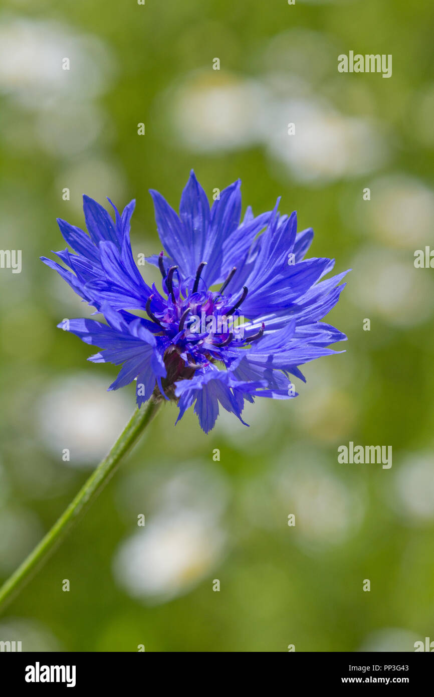 Bleuet, Centaurea cyanus, fleur, UK Banque D'Images