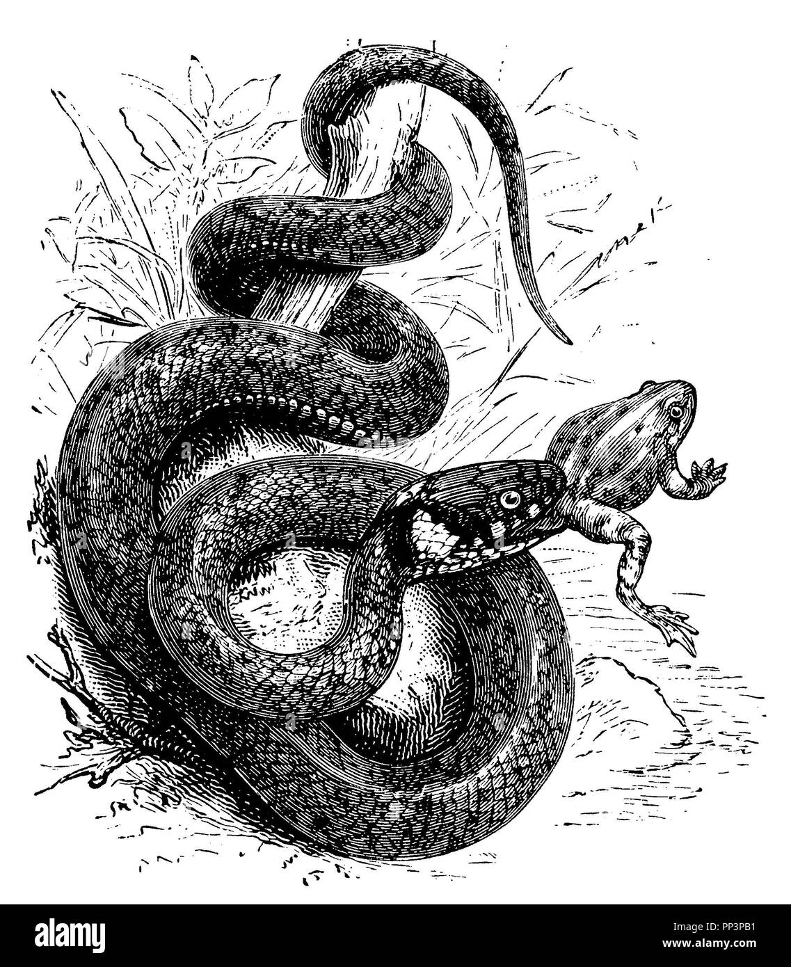Couleuvre à collier Natrix natrix  <1892 >, Banque D'Images