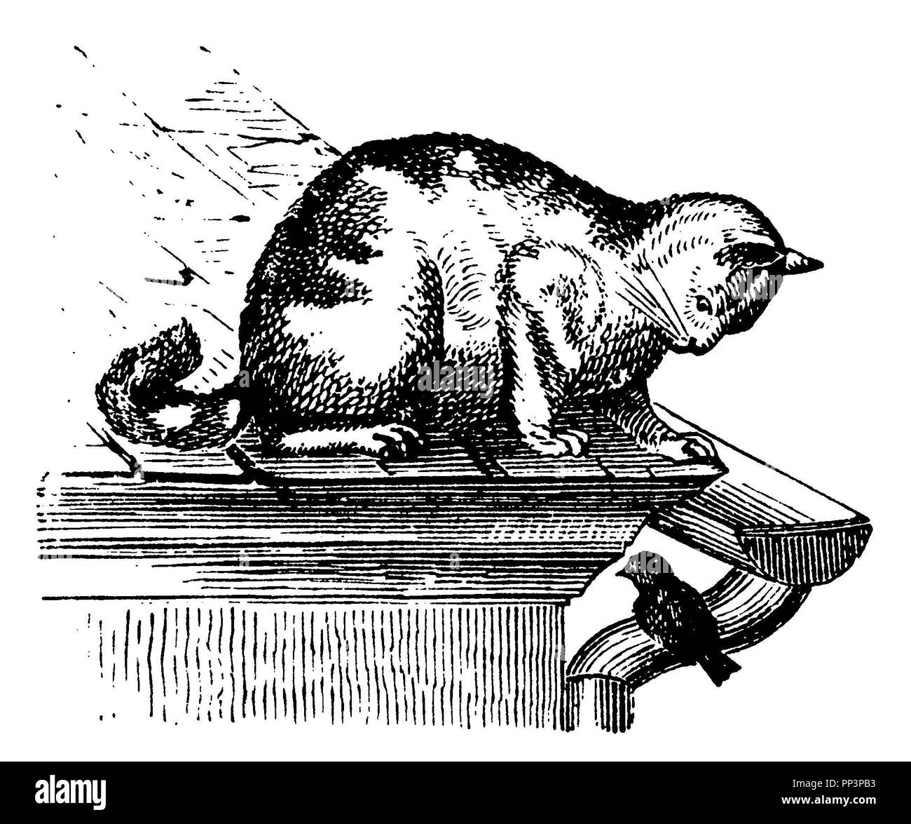 Chat sur le toit est de regarder un oiseau, 1870 Banque D'Images