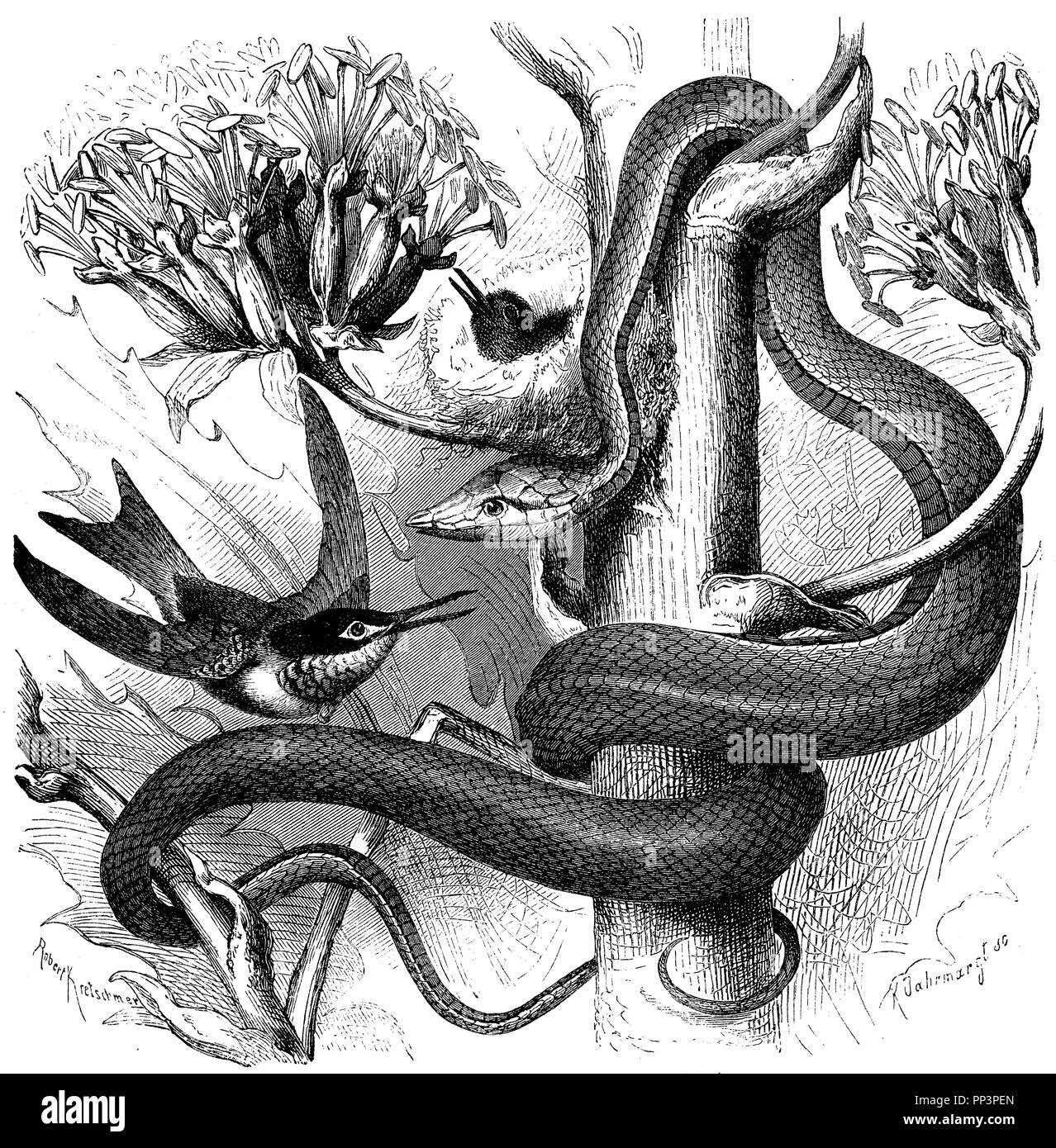 Spitz, 1872 serpent brillant Banque D'Images