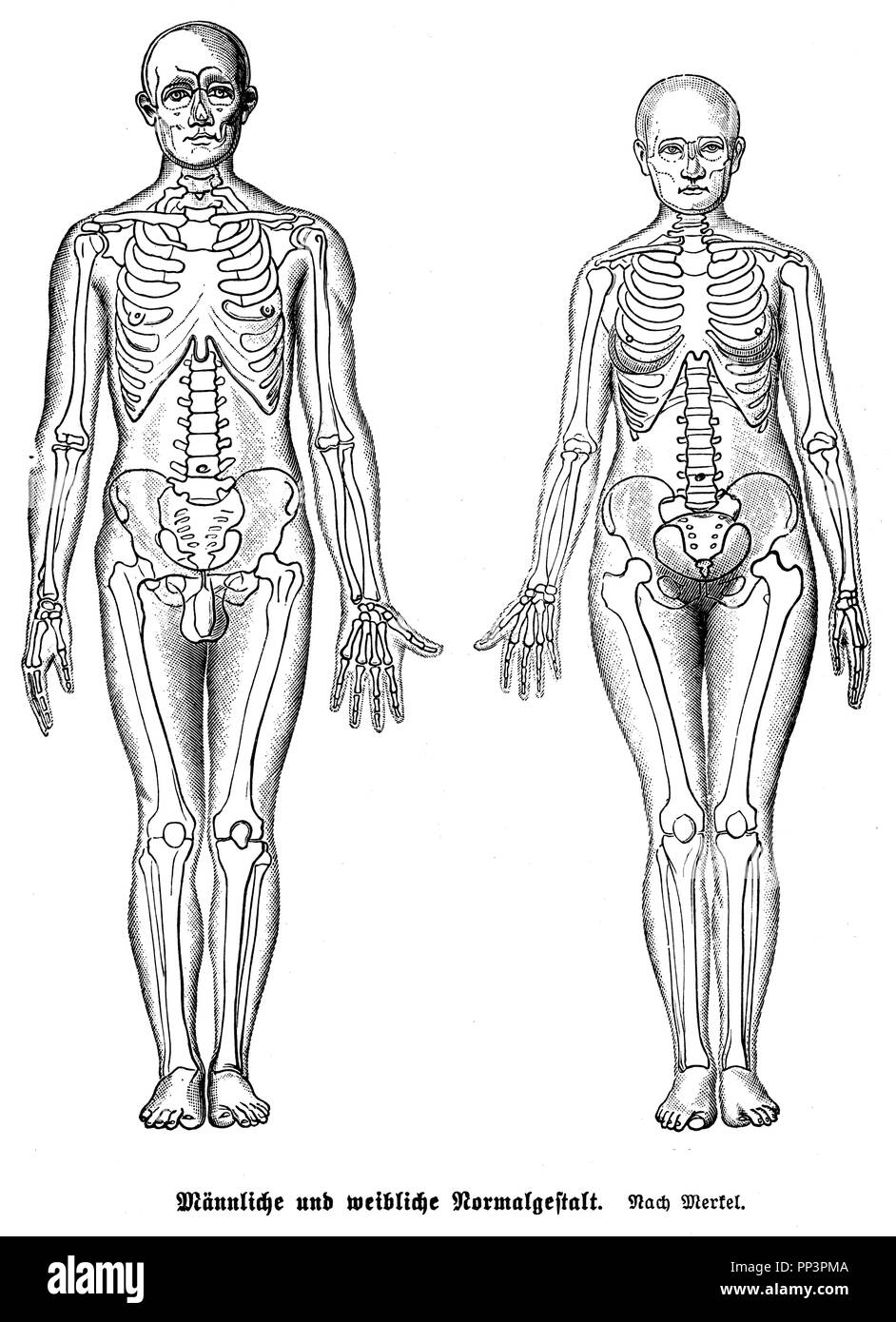 Les hommes et les femmes figure normale après Merkel, squelette, 1905 Banque D'Images
