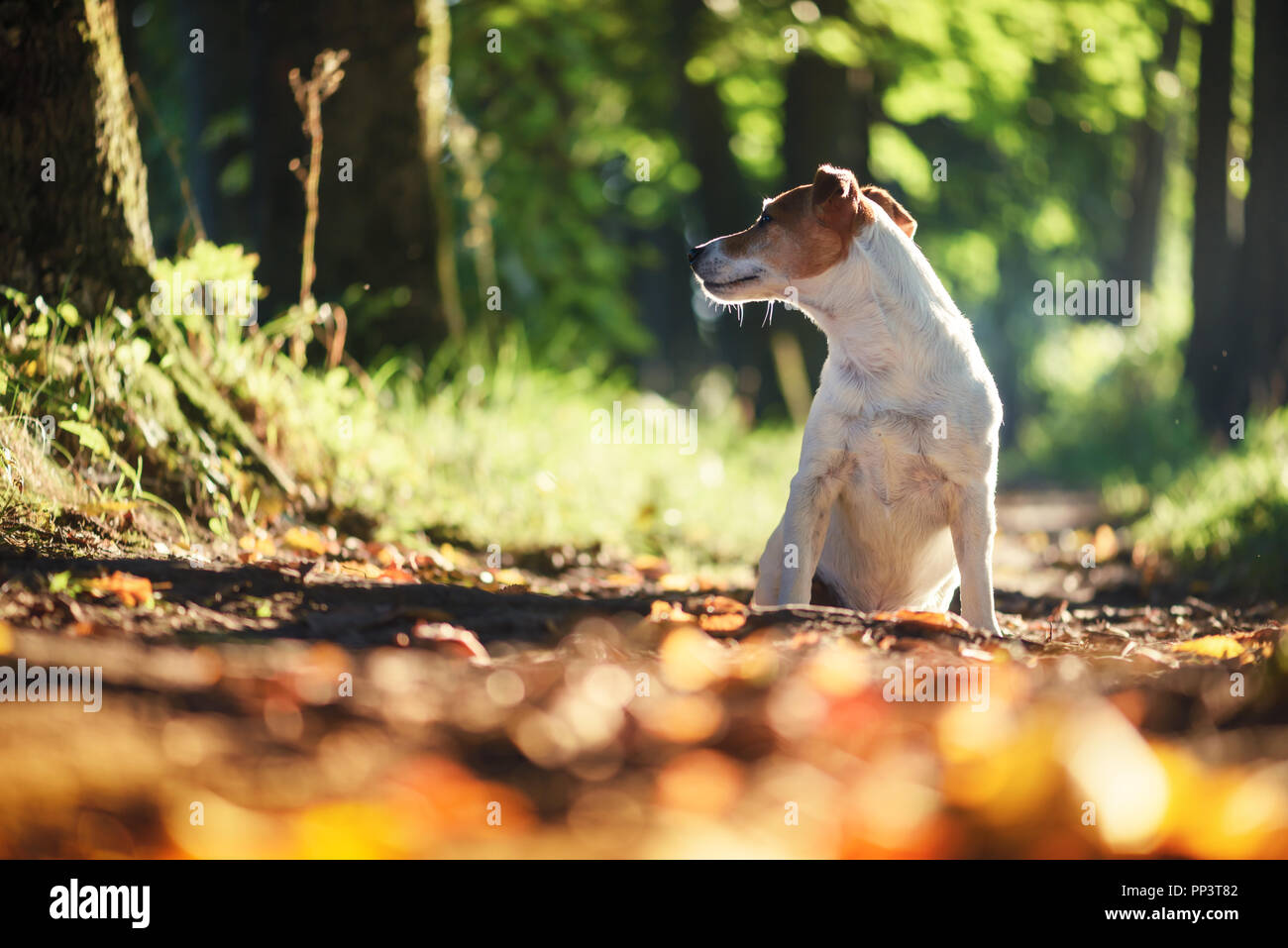 Joli Jack Russel terrier chien sur l'allée d'automne. La photographie animalière Banque D'Images