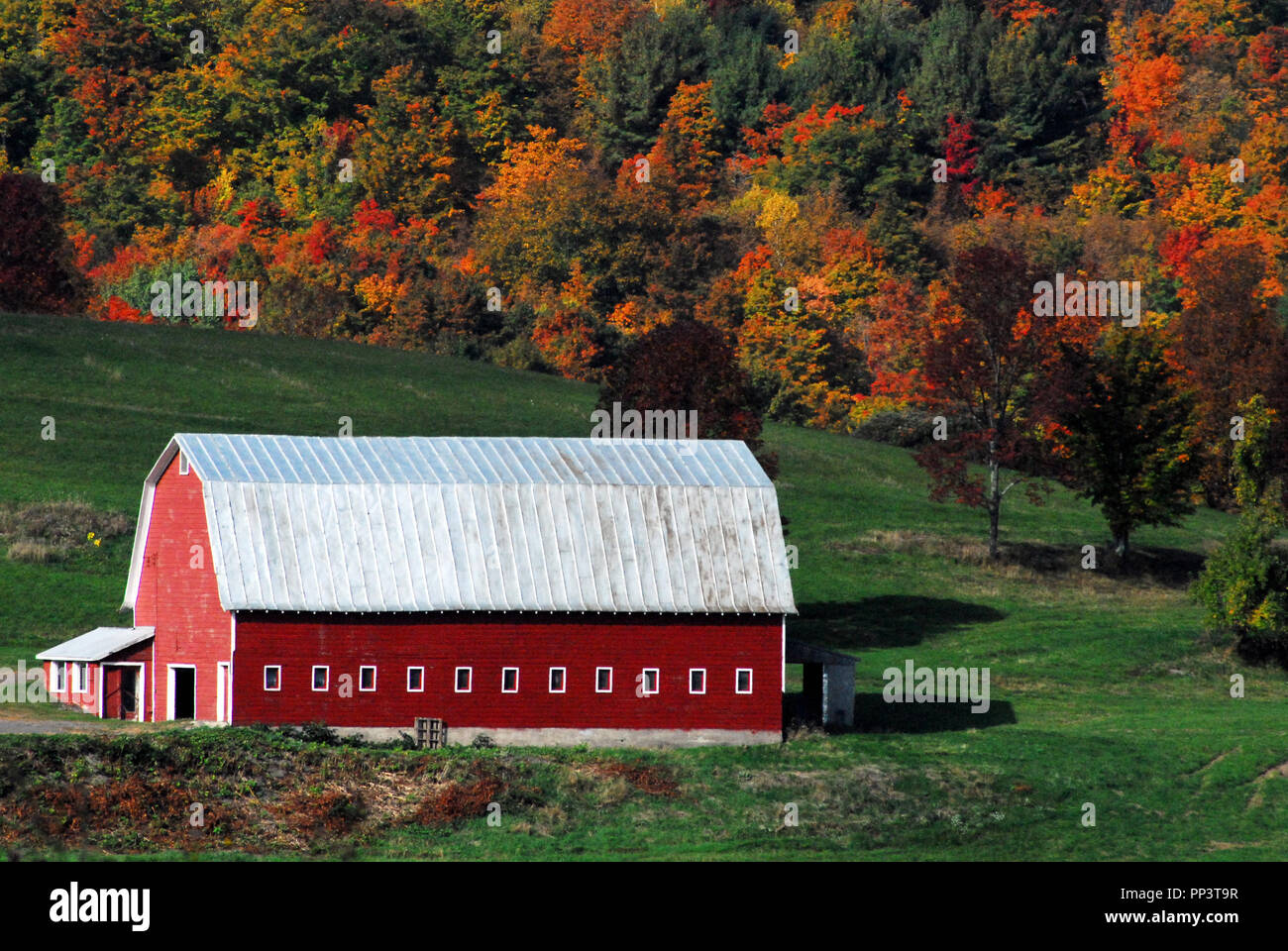 Le parfait de l'automne ou portrait de l'action de grâce. Une magnifique grange rouge avec de magnifiques feuilles d'automne dans l'arrière-plan. Banque D'Images