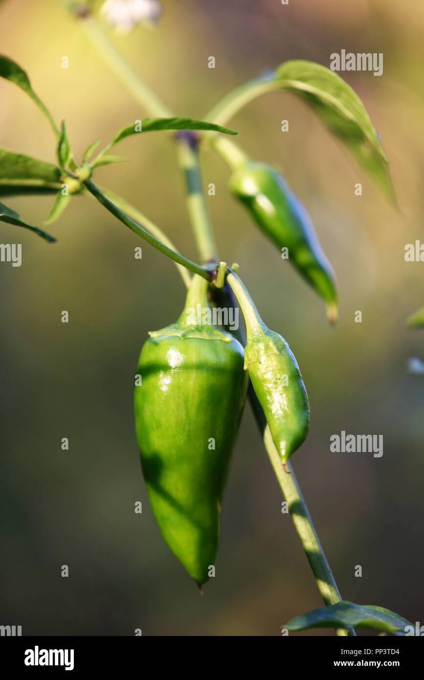 Piment Jalapeno vert en gros plan le jardin. La photographie alimentaire Banque D'Images