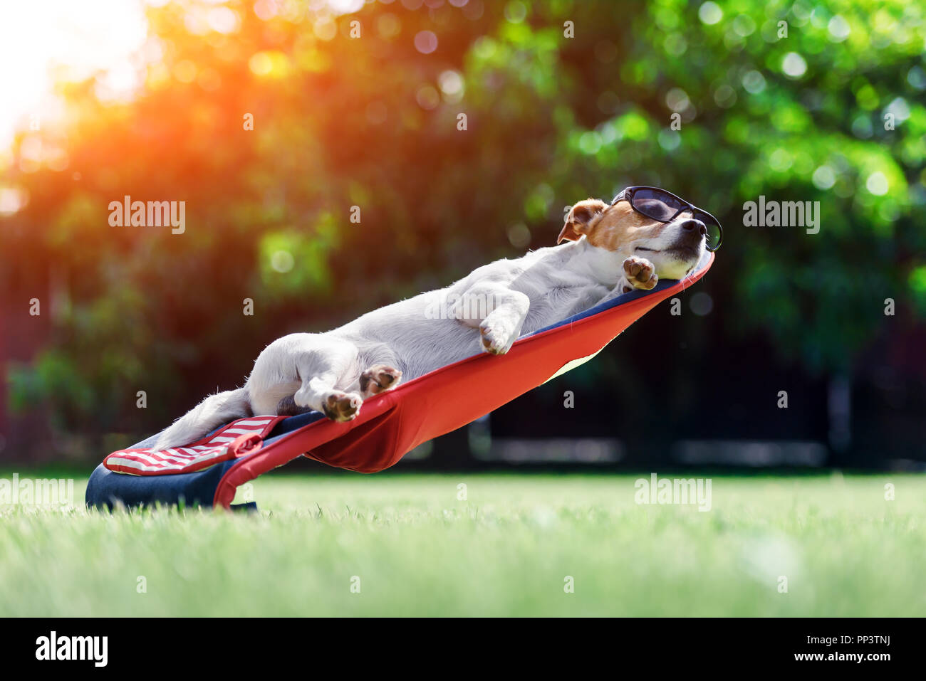 Jack Russel terrier dog se trouve sur une chaise longue en lunettes de soleil. Se détendre et de vacances concept Banque D'Images