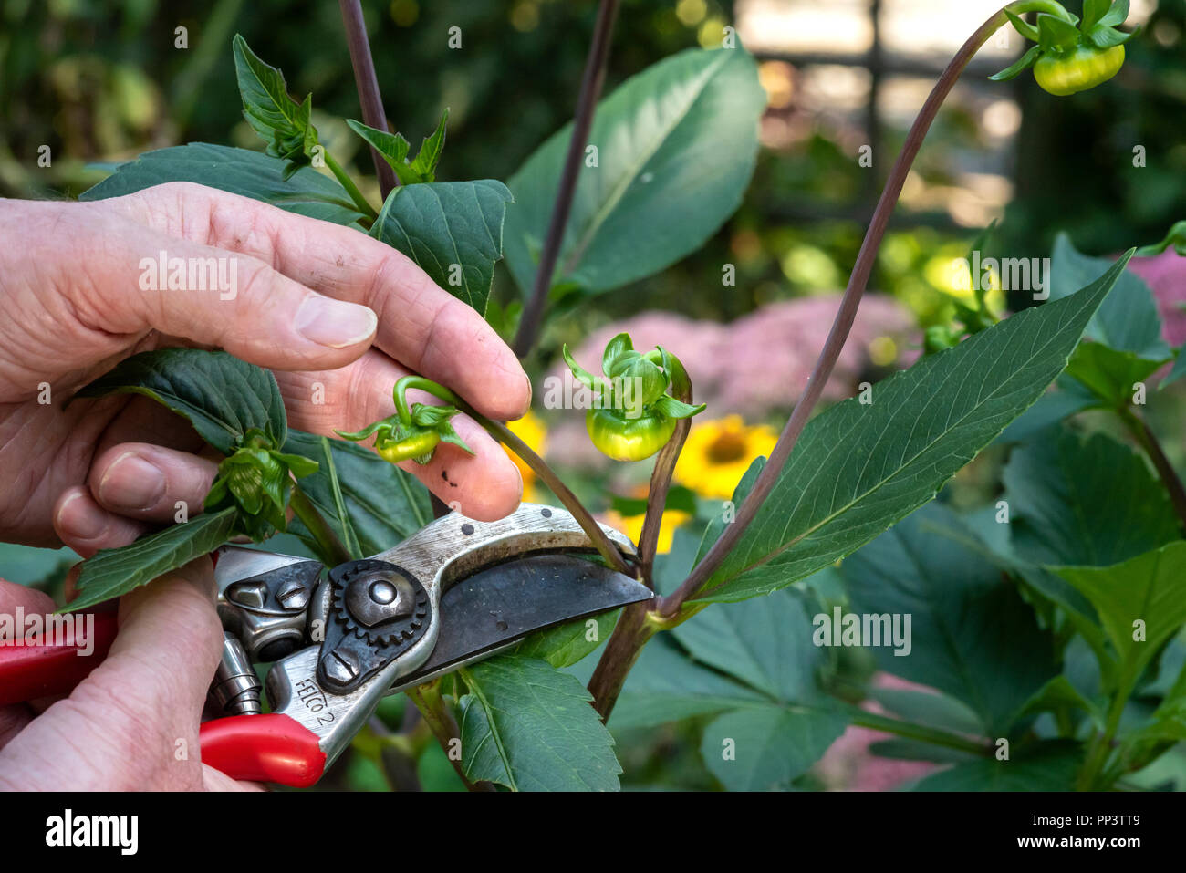 Une plante à l'aide d'ébourgeonnage dahlia sécateurs pour éliminer les petits boutons de fleurs. Banque D'Images