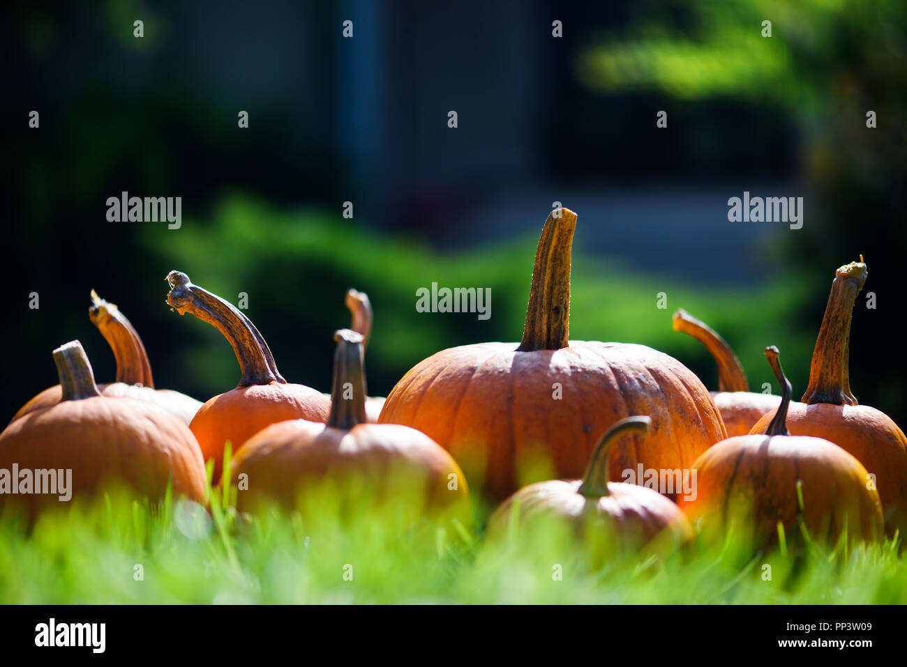 Différents types de citrouilles dans jardin herbe. Halloween et automne fond Banque D'Images