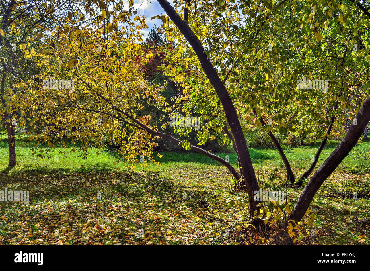 La palette multicolore de l'automne dans le parc de la nature - paysage d'automne de septembre ensoleillé chaud avec du soleil et des ombres Banque D'Images