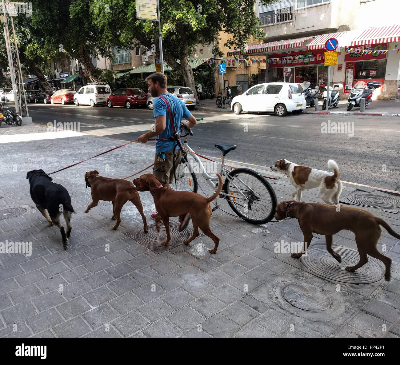 Dog walker, Tel Aviv, Israël Banque D'Images