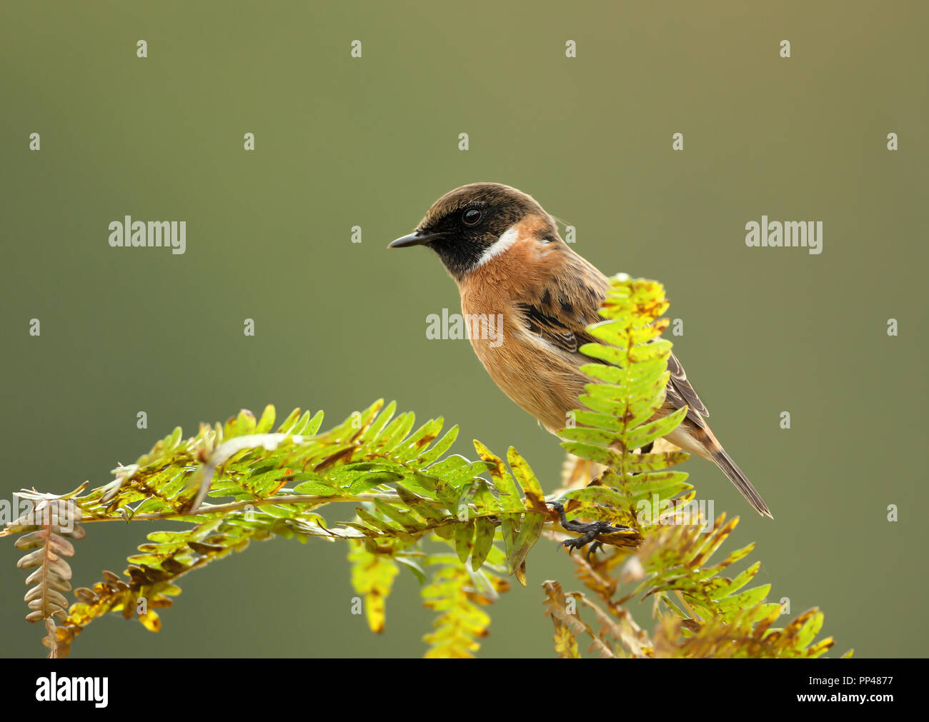 European stonechat perché sur une branche de fougère contre fond clair, au Royaume-Uni. Des oiseaux dans les parcs et prairies. Banque D'Images